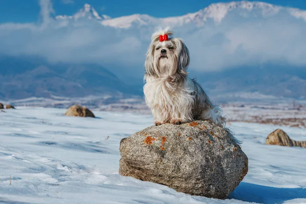 Shih Tzu Hond Zittend Steen Bergen Achtergrond Winter — Stockfoto