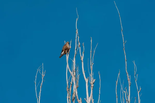 Uccello Rapace Seduto Sopra Vecchio Albero Kirghizistan — Foto Stock