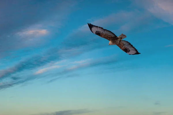 Πουλί Της Λείας Που Πετά Στο Φόντο Του Ουρανού Λυκόφωτος — Φωτογραφία Αρχείου
