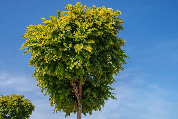 Маленьке Зелене Дерево Фоні Блакитного Неба — стокове фото
