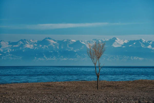 Autumn landscape with tree and lake, Kyrgyzstan, Issyk-Kul lake