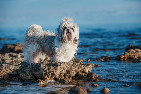Shih Tzu Σκυλί Στέκεται Στην Πέτρα Στην Άκρη Της Λίμνης — Φωτογραφία Αρχείου