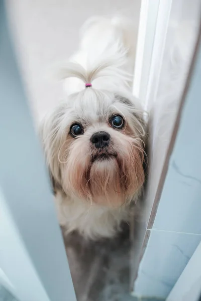 Shih Tzu Pies Zerknąć Przez Otwarte Drzwi — Zdjęcie stockowe