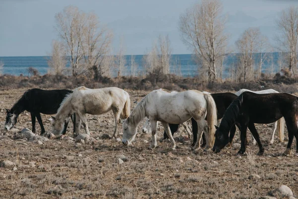 Caballos Pastando Temporada Invierno Kirguistán Issyk Kul —  Fotos de Stock
