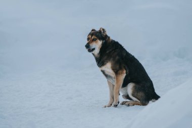 Köpek kışın karda oturuyor. Komik bir duyguyla.