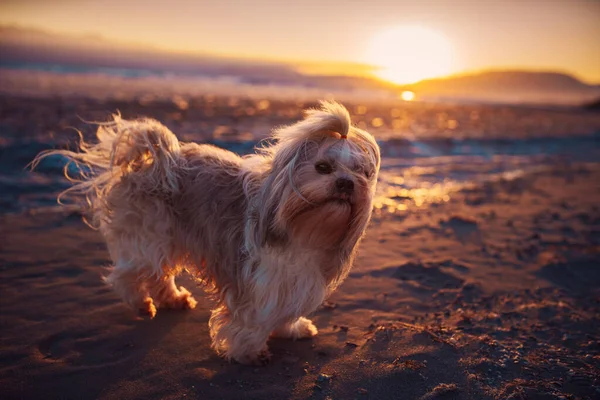 Shih Tzu Hund Steht Bei Sonnenuntergang Ufer Des Sees — Stockfoto