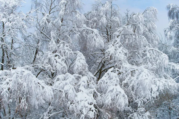 Träd Täckta Med Snö Vintern — Stockfoto