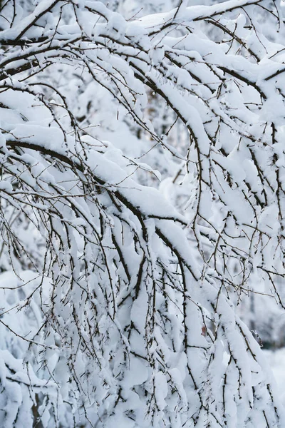 Kış Aylarında Karla Kaplı Ağaçlar — Stok fotoğraf