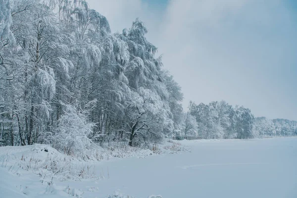 Jezero Zasněženými Stromy Zimě — Stock fotografie