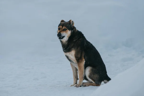Hund Sidder Sneen Vinteren Med Sjove Følelser - Stock-foto