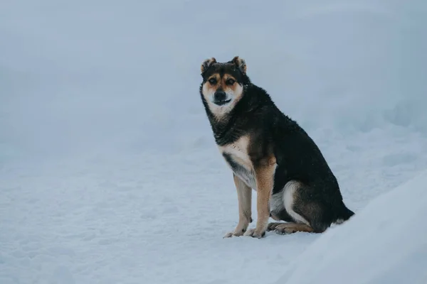 Hond Zittend Sneeuw Winter Met Grappige Emotie — Stockfoto