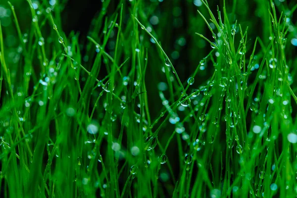 Υγρό Πράσινο Γρασίδι Closeup Προβολή — Φωτογραφία Αρχείου