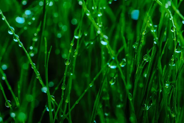 Υγρό Πράσινο Γρασίδι Closeup Προβολή — Φωτογραφία Αρχείου