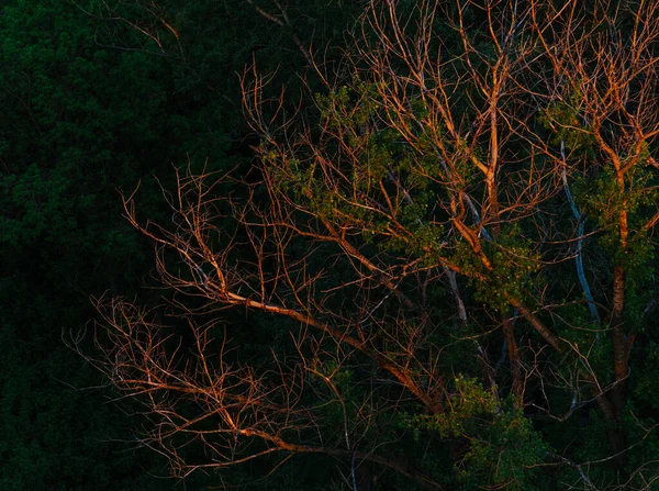 Гілки Дерев Освітлені Сутінках — стокове фото