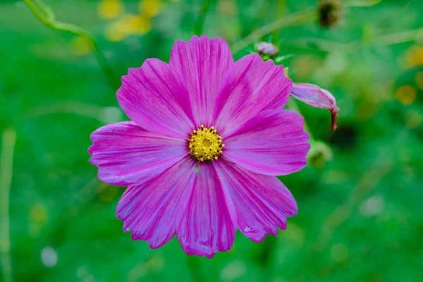 Розовый Цветок Космоса Саду — стоковое фото