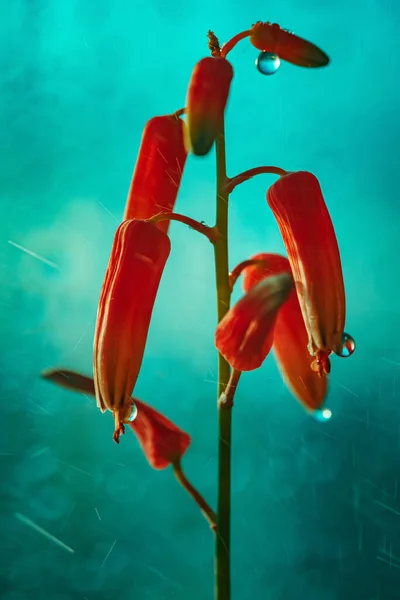 Plant Water Splash Close Red Aloe Blossom — Stock Photo, Image