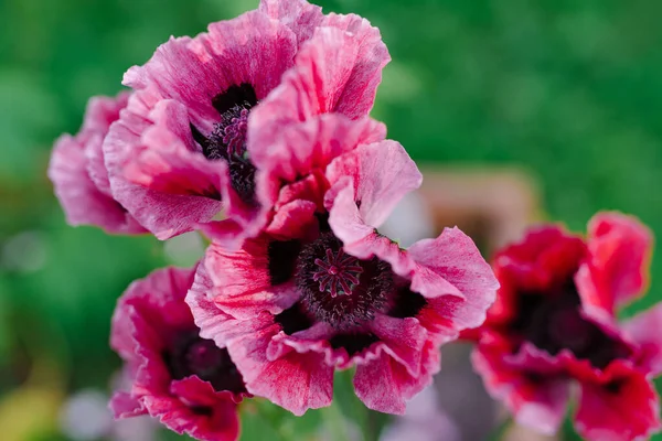 花园里装饰过的罂粟花 — 图库照片