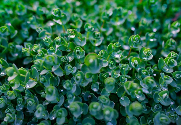 Green Ground Cover Pianta Vista Vicino — Foto Stock