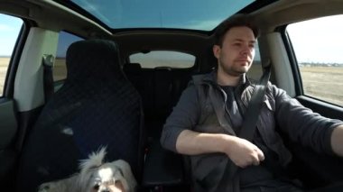 Güneşli bir günde araba süren adam iç mekan manzaralı, ikinci koltukta shih tzu köpeği.