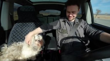 Güneşli bir günde araba süren adam iç manzara, ikinci koltukta shih tzu köpeği.