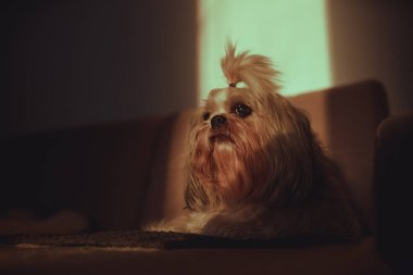 Shih tzu köpeği akşamüstü gün batımında kanepede uzanıyor.