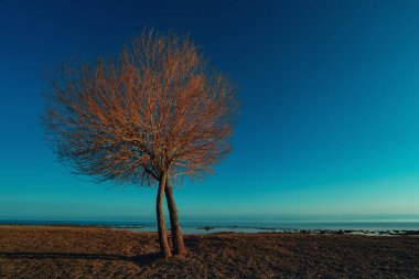 Ağaç ve göl ile sonbahar manzarası, Kırgızistan, Issyk-Kul gölü