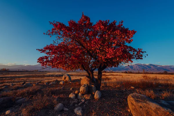 Herfst Landschap Met Uitzicht Brede Hoek Van Bomen Kirgizië — Stockfoto