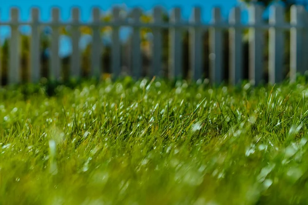 庭の緑の芝生 — ストック写真