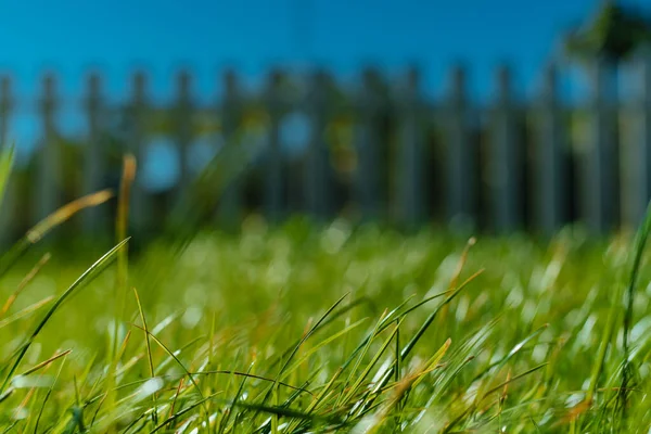 Zielony Trawnik Ogrodzie Zbliżenie — Zdjęcie stockowe