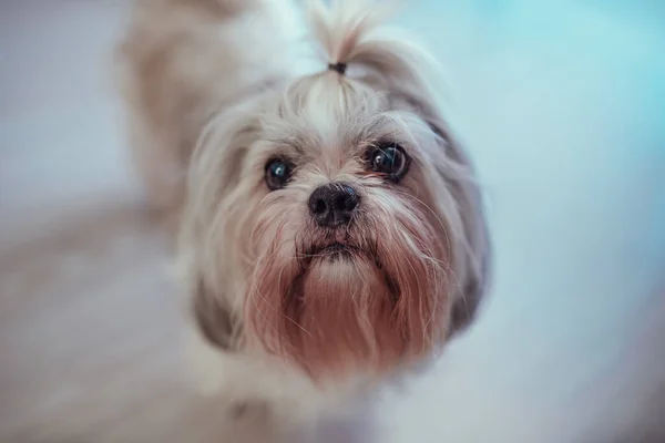 Słodkie Shih Tzu Pies Zbliżenie Portret — Zdjęcie stockowe