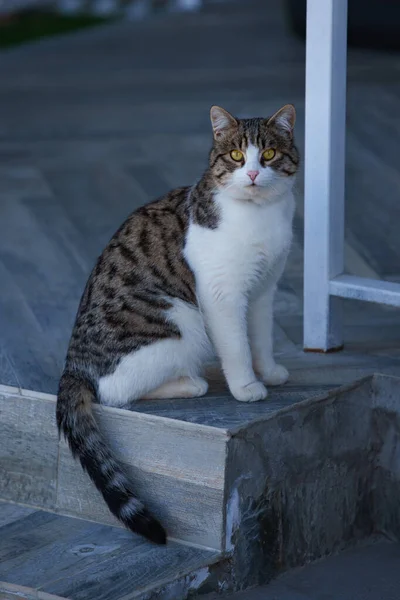 Katze Sitzt Auf Der Veranda Des Hauses — Stockfoto