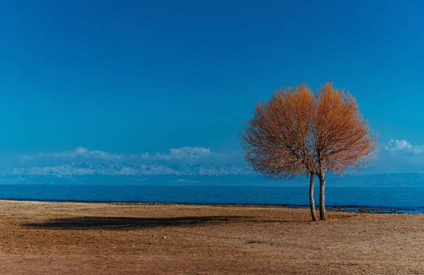 Autumn Landscape Tree Lake Kyrgyzstan Issyk Kul Lake — Stock Photo, Image