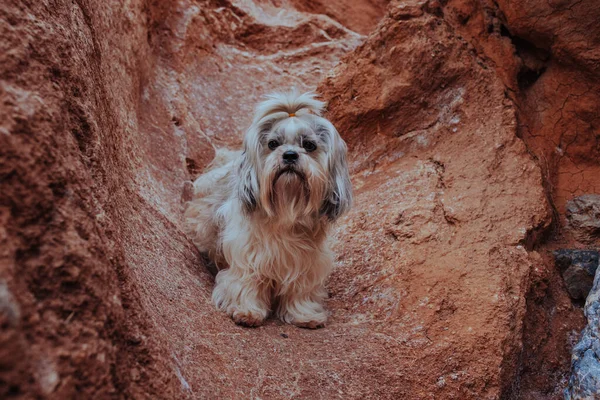Cão Pêlo Comprido Shih Tzu Nas Montanhas — Fotografia de Stock