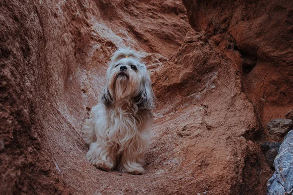Довгошерстий Собака Горах — стокове фото