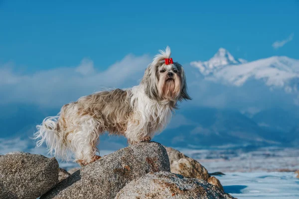 Shih Tzu Dog Stands Stone Mountains Background Winter — Fotografia de Stock