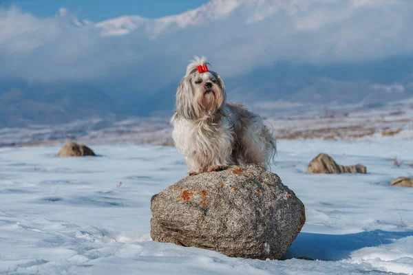 Shih Tzu Hond Staande Steen Bergen Achtergrond Winter — Stockfoto