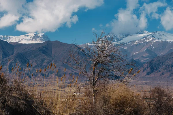 Paysage Automne Avec Arbre Sur Fond Montagnes Kirghizistan — Photo