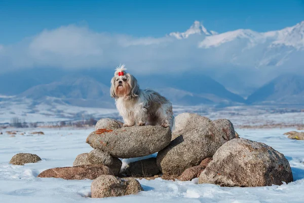 Shih Tzu Hond Staande Steen Bergen Achtergrond Winter — Stockfoto