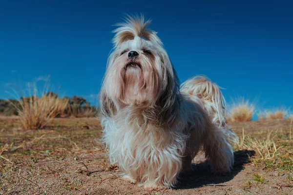 Собака Шию Сільському Краєвиді — стокове фото