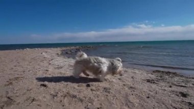 Shih tzu köpeği güçlü rüzgarlar altında gölde yürüyor.