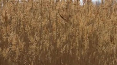 Güneşli bir günde rüzgarda yüksek çimenler