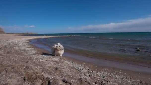 Shih Tzu Hund Geht Bei Starkem Wind Seestrand Spazieren — Stockvideo