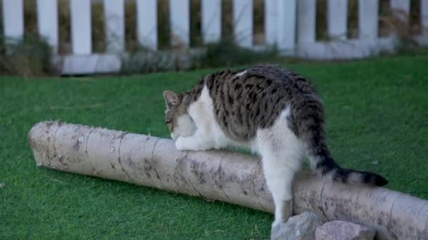 Gato Caminando Jardín Verano — Vídeos de Stock
