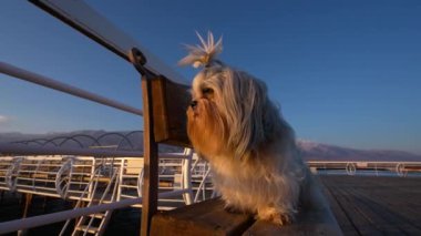Shih tzu köpeği gün batımında iskelede oturuyor.