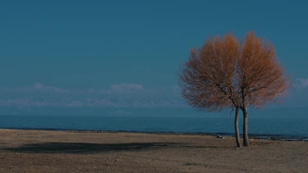 吉尔吉斯斯坦伊塞克湖绿树成荫的春景 — 图库视频影像