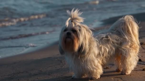 Shih Tzu Hund Steht Strand Des Sees Bei Sonnenuntergang — Stockvideo