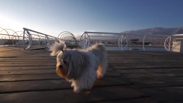 Shih Tzu Köpeği Gün Batımında Iskelede Yürüyor — Stok video