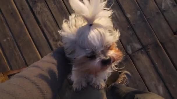 Besitzer Streicheln Den Hund Auf Dem Steg Bei Sonnenuntergang Erster — Stockvideo