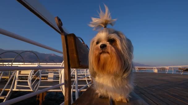 Shih Tzu Hund Sitzt Auf Pier Bei Sonnenuntergang Licht Weitwinkelblick — Stockvideo