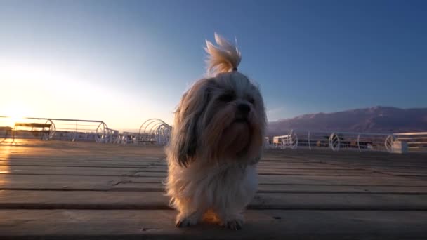 Shih Tzu Hund Steht Auf Pier Bei Sonnenuntergang Licht Weitwinkelblick — Stockvideo
